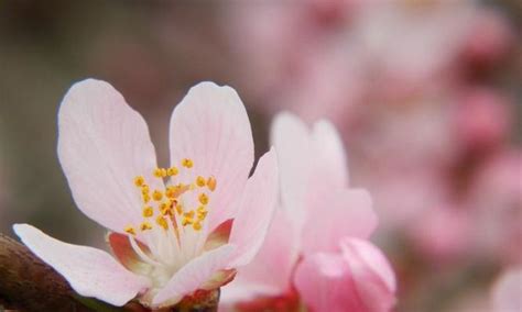 桃花 意思|桃花的寓意和象征意义是什么